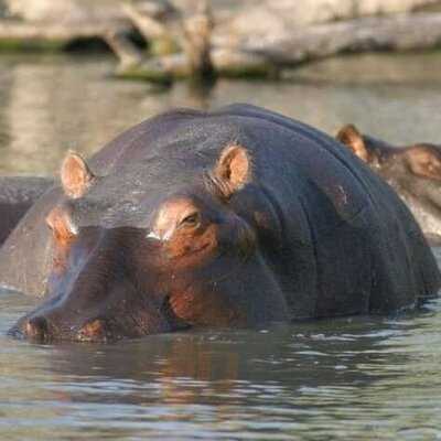 Mountain Pie Company On The River