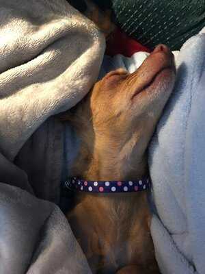 The Rustic Lantern Taphouse