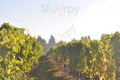 Aurora Colony Vineyards