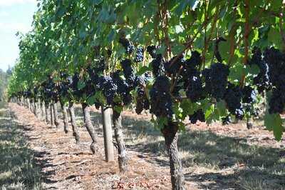 Aurora Colony Vineyards