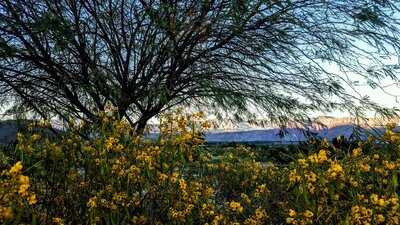 Big Horn Burgers & Shakes
