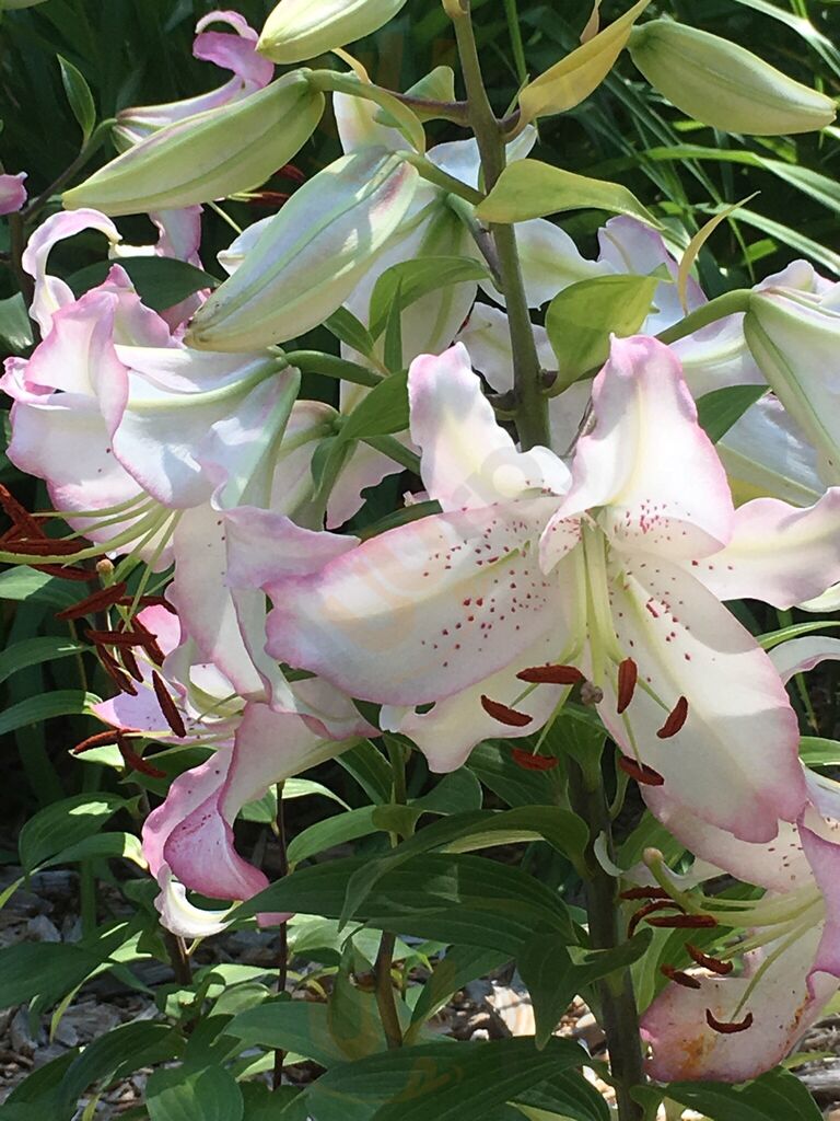 Panola Valley Gardens