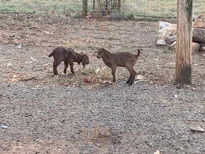 Yoder's Country Market