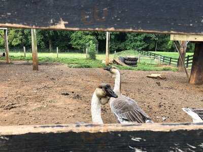 Yoder's Country Market