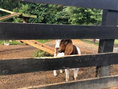 Yoder's Country Market
