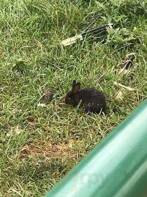 Yoder's Country Market