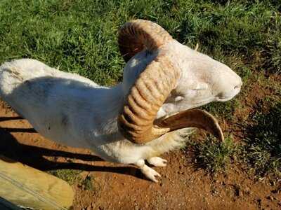 Yoder's Country Market