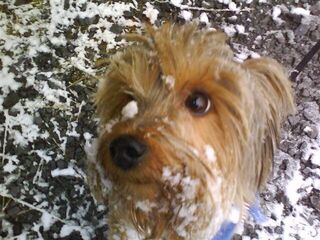 Chop Stix Teriyaki And Asian Cuisine