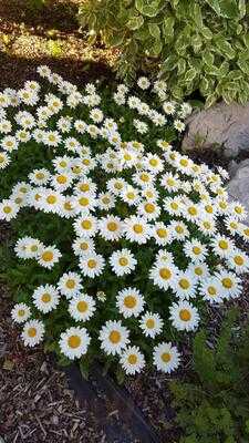 Flying Saddle Resort & Steak House