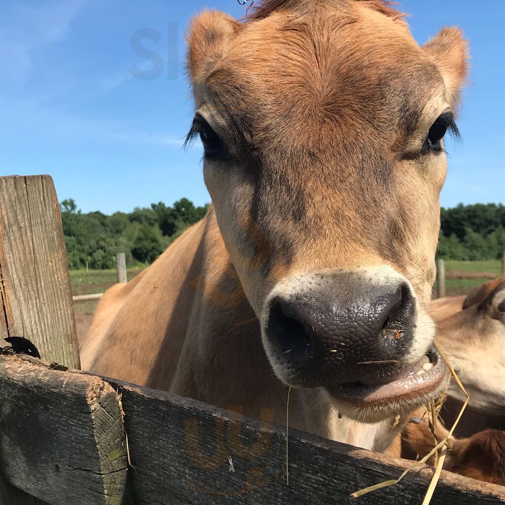 Fish Family Farm Dairy And Ice Cream
