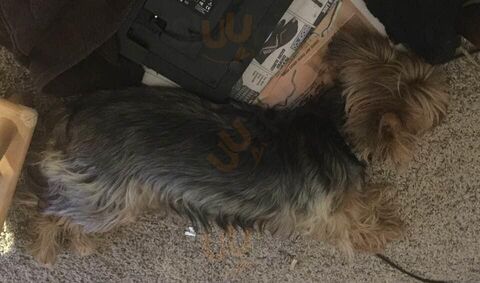 The Dirty Hoe Saloon