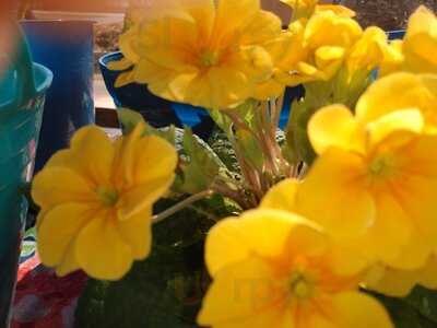 Bailey's Country Cooking