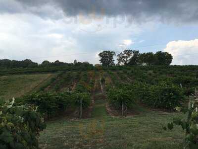 Morris Vineyard And Tennessee Mountainview Winery