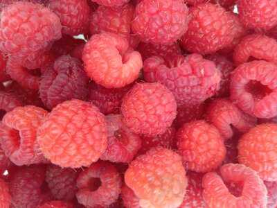 Morris Vineyard And Tennessee Mountainview Winery