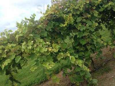 Morris Vineyard And Tennessee Mountainview Winery