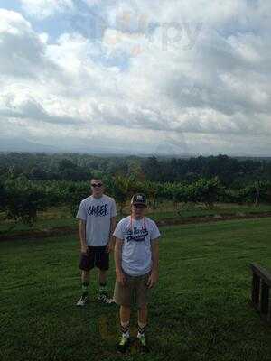 Morris Vineyard And Tennessee Mountainview Winery