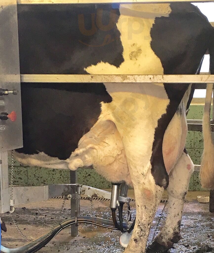 Manning Farm Dairy