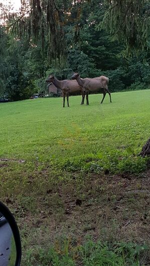 Benezett Store And Restaurant