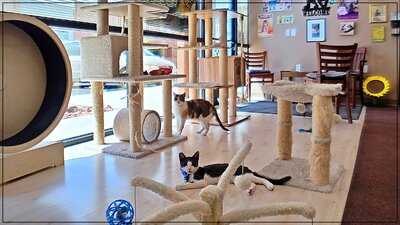 Rescued Treasures Cat Cafe