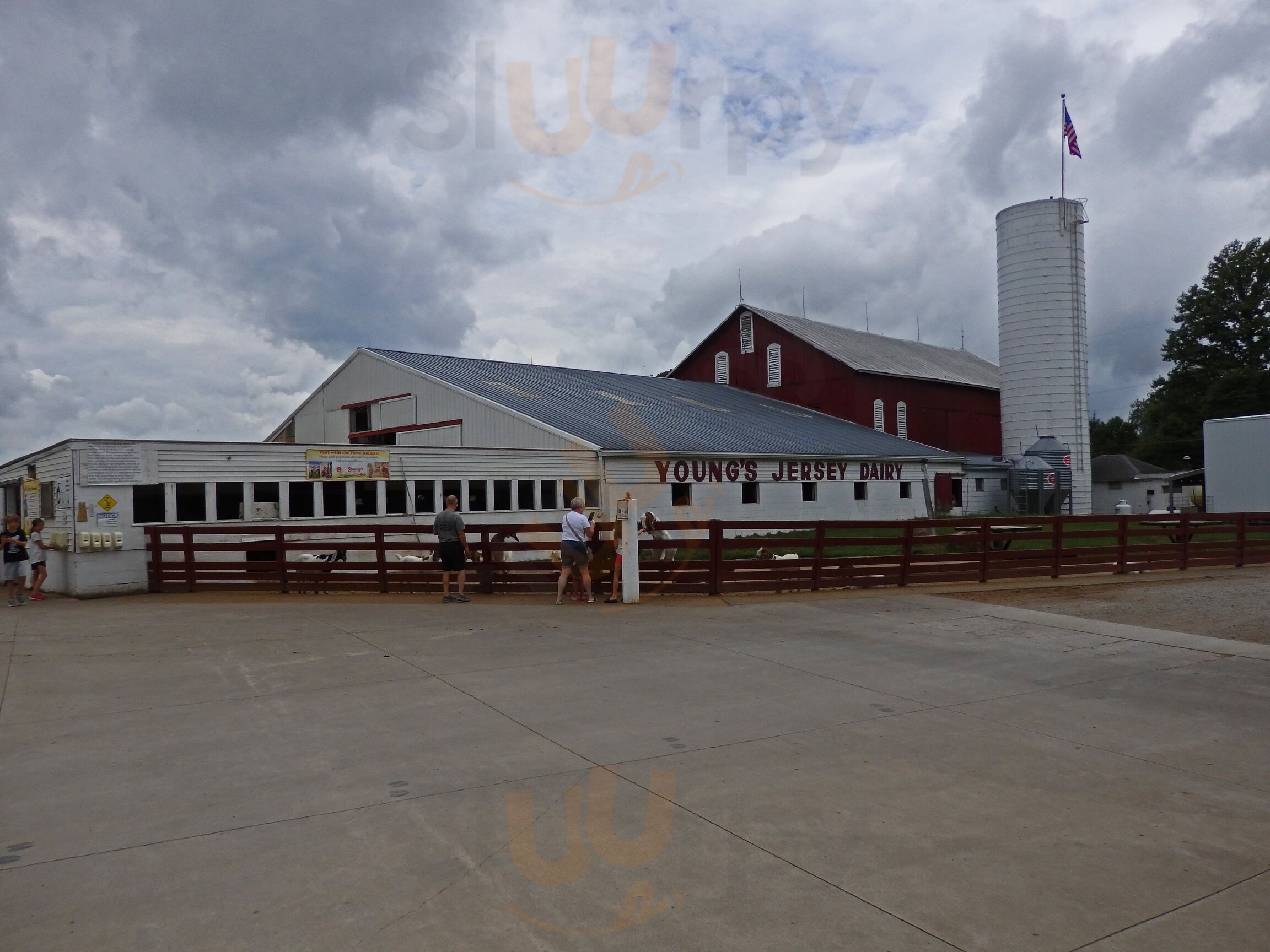 Young's Jersey Dairy
