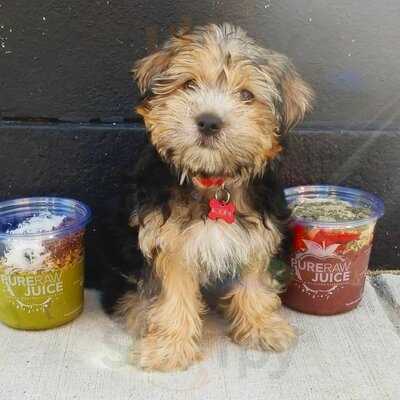 Pure Raw Juice - Locust Point