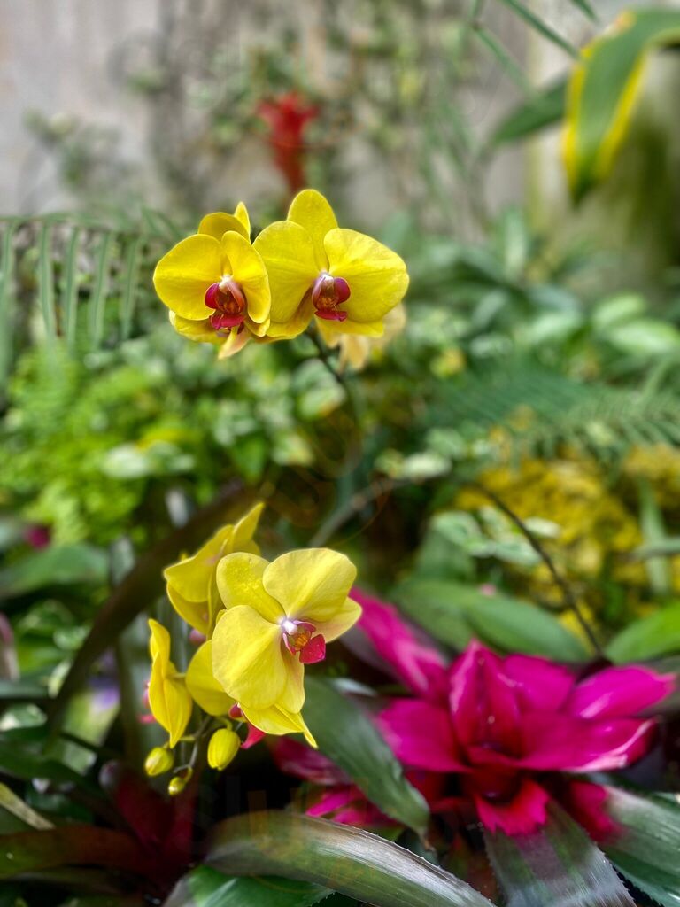 Jardin At The Garden