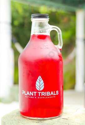 Kava Culture Kava Bar