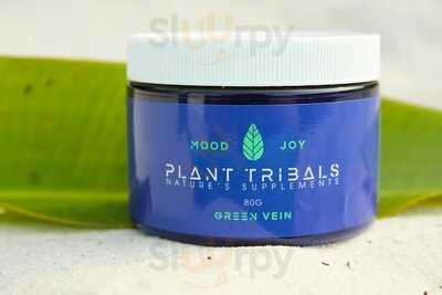 Kava Culture Kava Bar