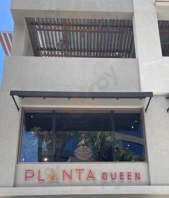 Planta Queen