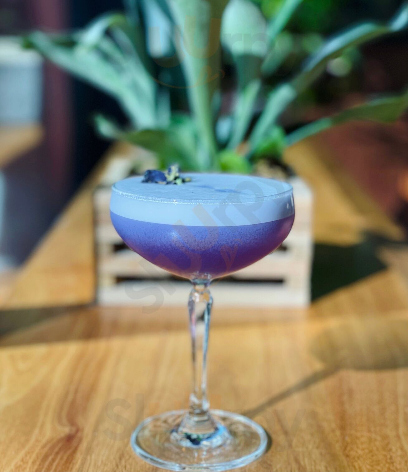 The Broken Cage - Denver