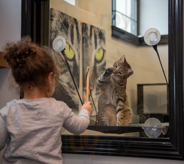 Whisker Station Cat Cafe And Lounge