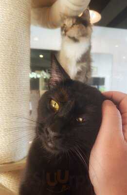 Frisky Business Palm Springs Cat Cafe