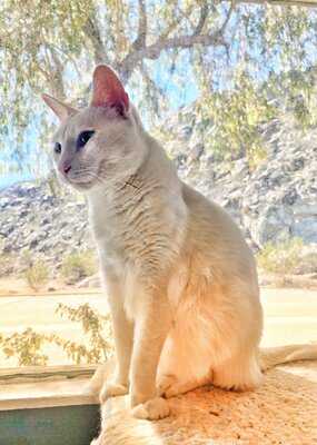 Frisky Business Palm Springs Cat Cafe