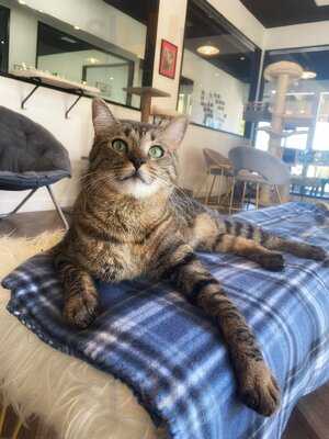 Frisky Business Palm Springs Cat Cafe