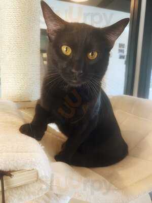 Frisky Business Palm Springs Cat Cafe