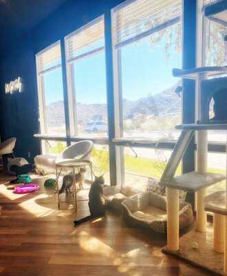 Frisky Business Palm Springs Cat Cafe