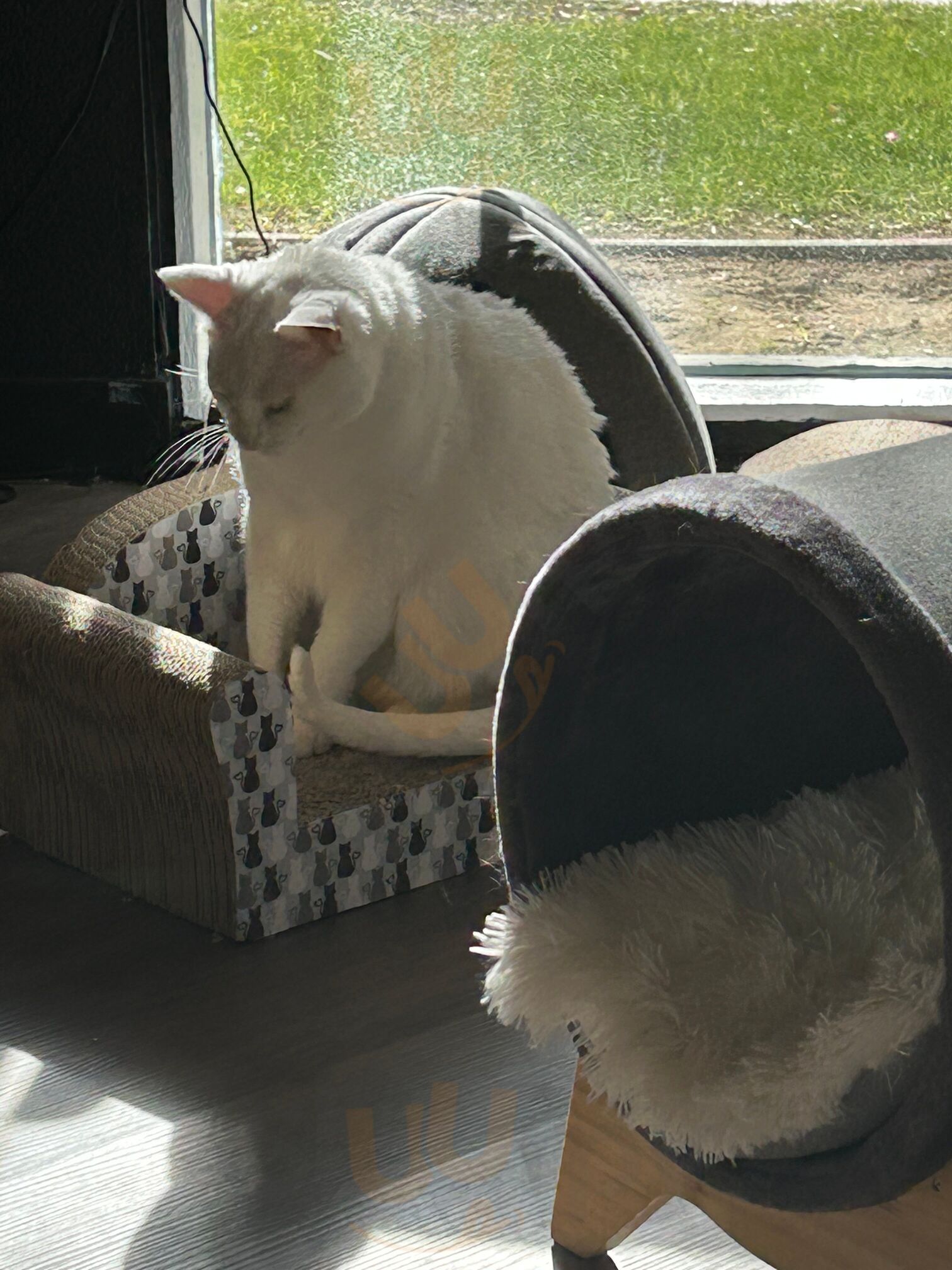 Frisky Business Palm Springs Cat Cafe