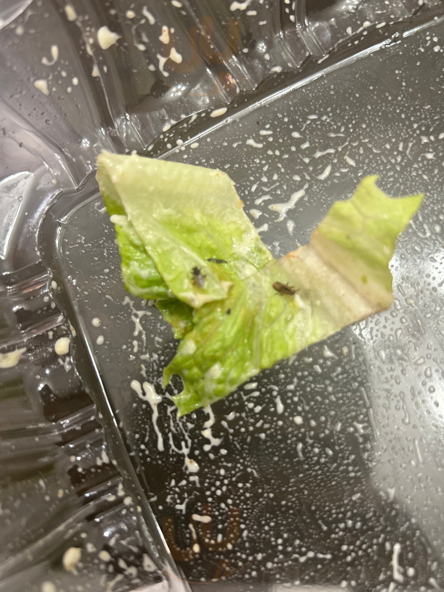 Ozark Prime Chophouse