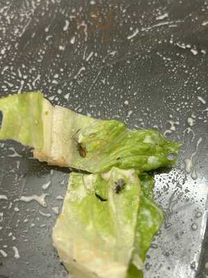 Ozark Prime Chophouse