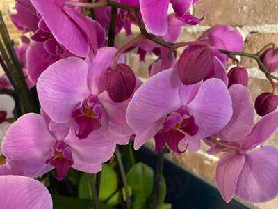 Resilience Viet Kitchen And Bar