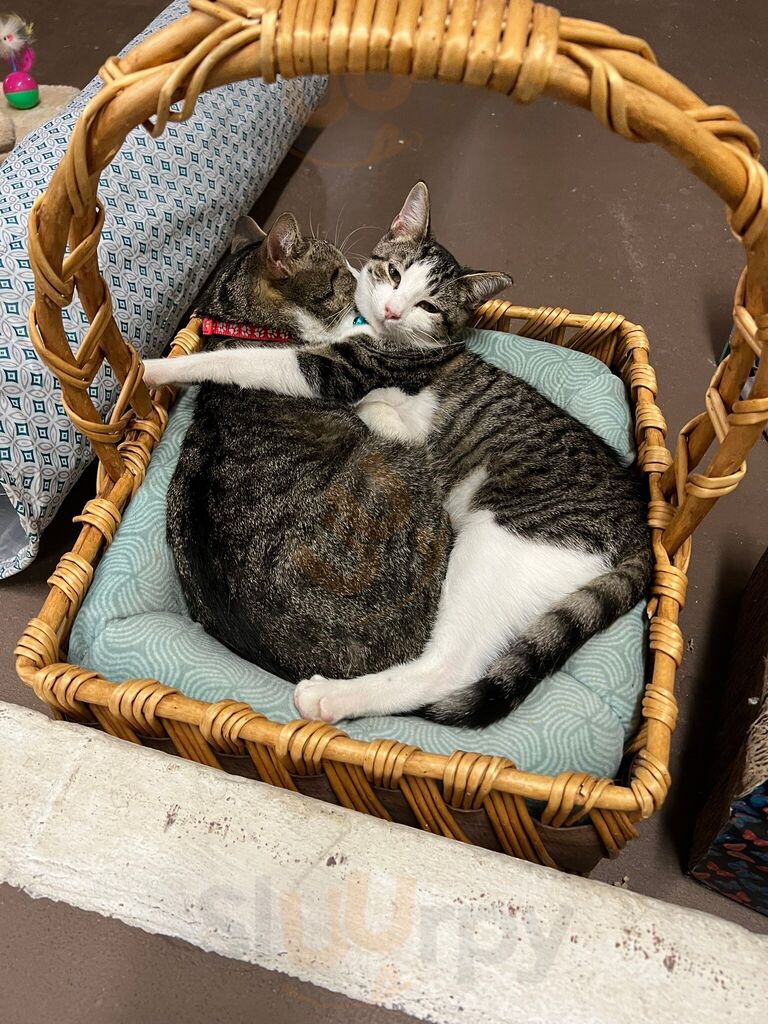 Gibson’s Cat Cafe