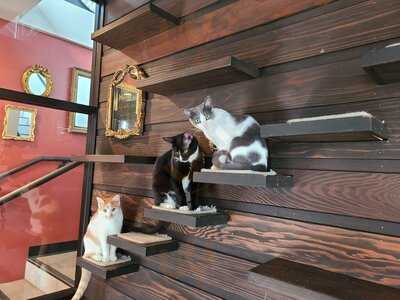 Whiskers And Wine Bar