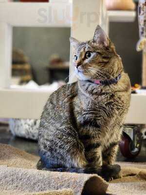 Cats At Play Cafe