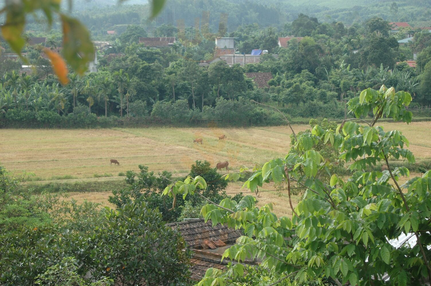 Nhà Hàng East Hill Phong Nha