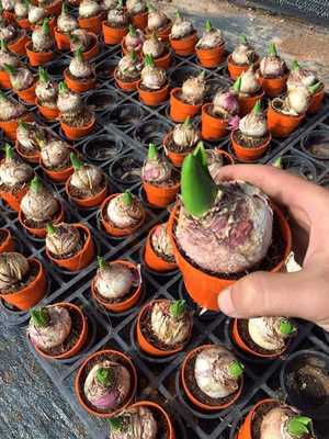 Ẩm Thực Hương Việt 1