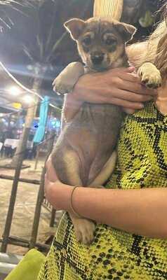 The Fisherman Vegan Restaurant