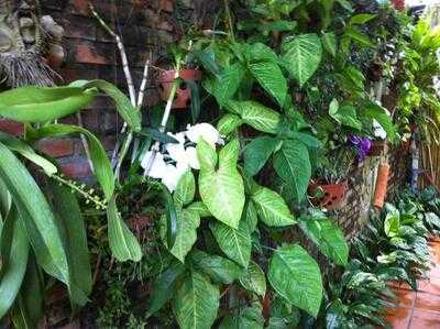 Hoi An Restaurant - Blue Gecko