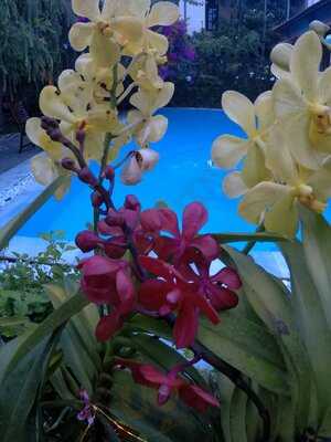 Orchid Garden Restaurant