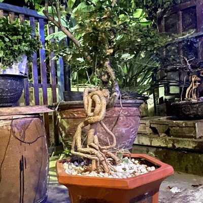 The Old Man Restaurant & Bar Hoi An