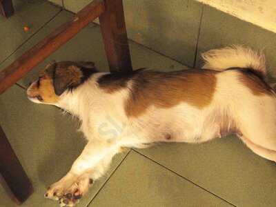 Cơm Gà Hồng Ngọc